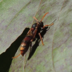 Polistes (Polistella) humilis at Conder, ACT - 15 Mar 2015 04:15 PM