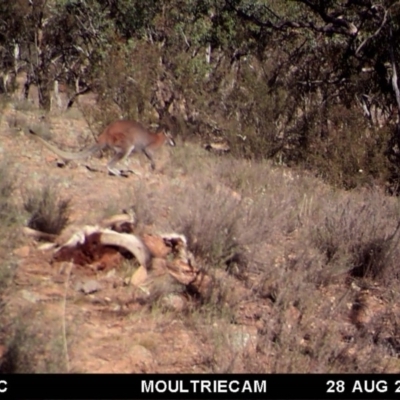 Notamacropus rufogriseus (Red-necked Wallaby) at Illilanga & Baroona - 28 Aug 2018 by Illilanga