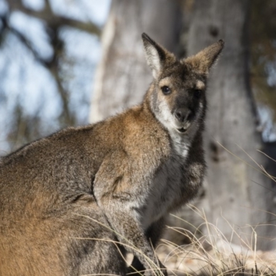 Notamacropus rufogriseus (Red-necked Wallaby) at Michelago, NSW - 23 Jun 2018 by Illilanga