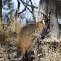 Notamacropus rufogriseus at Michelago, NSW - 23 Jun 2018 10:47 AM