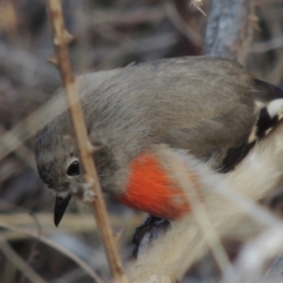 Petroica boodang (Scarlet Robin) at Pine Island to Point Hut - 20 Aug 2018 by michaelb