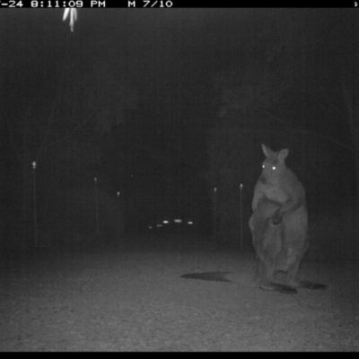 Macropus giganteus (Eastern Grey Kangaroo) at Michelago, NSW - 24 Jul 2017 by Illilanga