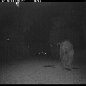 Macropus giganteus at Michelago, NSW - 24 Jul 2017