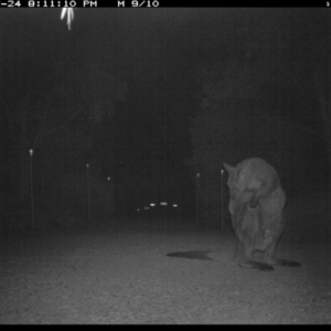 Macropus giganteus at Michelago, NSW - 24 Jul 2017