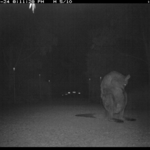 Macropus giganteus at Michelago, NSW - 24 Jul 2017
