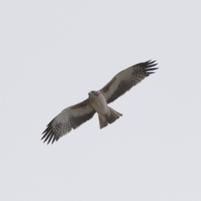 Hieraaetus morphnoides (Little Eagle) at Illilanga & Baroona - 23 Aug 2018 by Illilanga