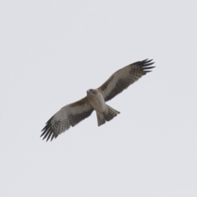 Hieraaetus morphnoides (Little Eagle) at Michelago, NSW - 23 Aug 2018 by Illilanga