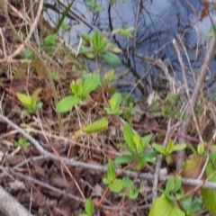 Hydromys chrysogaster (Rakali or Water Rat) at QPRC LGA - 1 Sep 2018 by tom.tomward@gmail.com