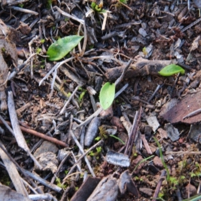 Ophioglossum lusitanicum (Adder's Tongue) at Mount Majura - 1 Sep 2018 by petersan