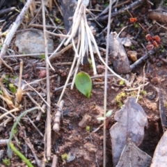 Ophioglossum lusitanicum at Canberra Central, ACT - 2 Sep 2018 09:36 AM