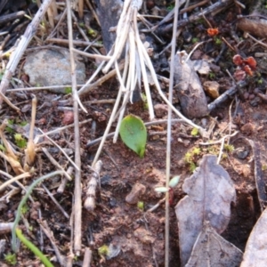 Ophioglossum lusitanicum at Canberra Central, ACT - 2 Sep 2018