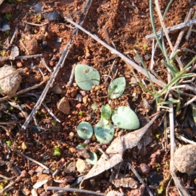 Pterostylis sp. (A Greenhood) at Hackett, ACT - 2 Sep 2018 by petersan
