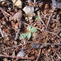 Pterostylis sp. at Hackett, ACT - 2 Sep 2018