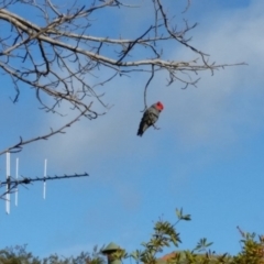 Callocephalon fimbriatum (Gang-gang Cockatoo) at Chifley, ACT - 21 Aug 2018 by redsnow