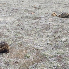 Tachyglossus aculeatus (Short-beaked Echidna) at Mount Ainslie - 1 Sep 2018 by JaneR