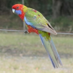 Platycercus elegans (Crimson Rosella) at Conjola, NSW - 26 Aug 2018 by Margieras