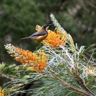 Acanthorhynchus tenuirostris (Eastern Spinebill) at Conjola, NSW - 26 Aug 2018 by Margieras