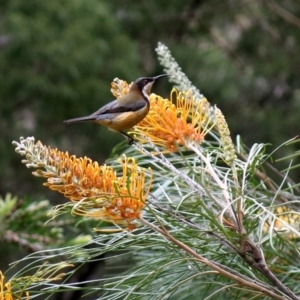 Acanthorhynchus tenuirostris at Conjola, NSW - 26 Aug 2018