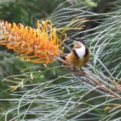 Acanthorhynchus tenuirostris at Conjola, NSW - 26 Aug 2018