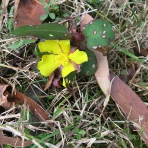 Hibbertia dentata at Conjola, NSW - 26 Aug 2018