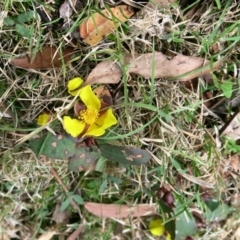 Hibbertia dentata at Conjola, NSW - 26 Aug 2018