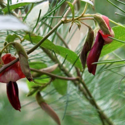 Kennedia rubicunda (Dusky Coral Pea) at Conjola, NSW - 26 Aug 2018 by Margieras