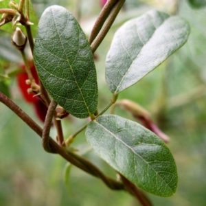 Kennedia rubicunda at Conjola, NSW - 26 Aug 2018 12:15 PM