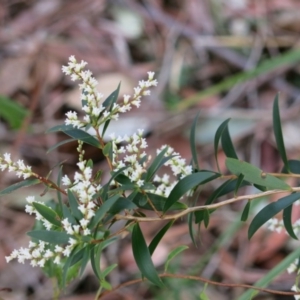 Leucopogon affinis at Conjola, NSW - 26 Aug 2018