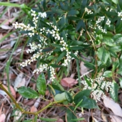 Leucopogon affinis at Conjola, NSW - 26 Aug 2018