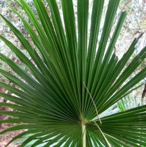 Livistona australis at Conjola, NSW - suppressed