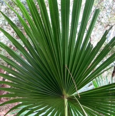 Livistona australis (Australian Cabbage Palm) at Conjola, NSW - 26 Aug 2018 by Margieras