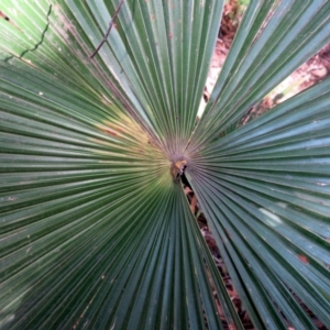 Livistona australis at Conjola, NSW - suppressed