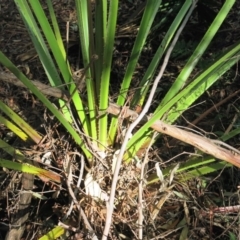 Livistona australis at Conjola, NSW - suppressed