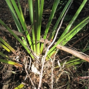 Livistona australis at Conjola, NSW - suppressed