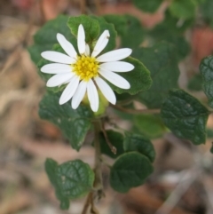 Olearia tomentosa (Toothed Daisy Bush) at Conjola, NSW - 26 Aug 2018 by Margieras