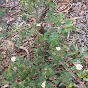 Olearia tomentosa at Conjola, NSW - 26 Aug 2018 11:58 AM