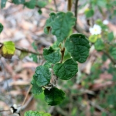 Olearia tomentosa at Conjola, NSW - 26 Aug 2018 11:58 AM