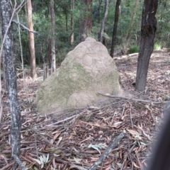 Isoptera (Order) (Termites) at Conjola, NSW - 26 Aug 2018 by Margieras