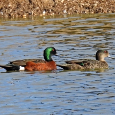 Anas castanea (Chestnut Teal) at Bungendore, NSW - 1 Sep 2018 by RodDeb