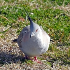 Ocyphaps lophotes (Crested Pigeon) at QPRC LGA - 1 Sep 2018 by RodDeb