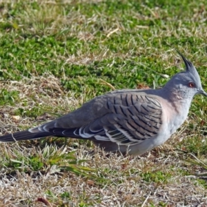 Ocyphaps lophotes at Bungendore, NSW - 1 Sep 2018 03:00 PM