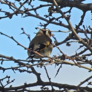 Carduelis carduelis at Bungendore, NSW - 1 Sep 2018