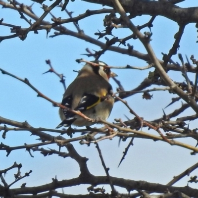 Carduelis carduelis (European Goldfinch) at Bungendore, NSW - 1 Sep 2018 by RodDeb