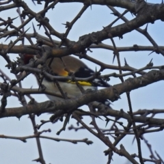 Carduelis carduelis at Bungendore, NSW - 1 Sep 2018