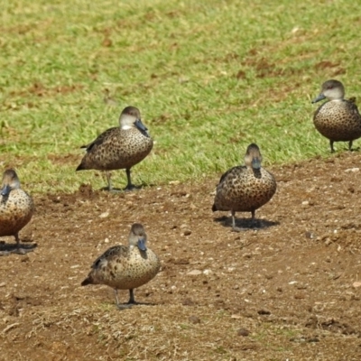 Anas gracilis (Grey Teal) at Bungendore, NSW - 1 Sep 2018 by RodDeb