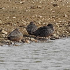 Anas gracilis (Grey Teal) at Bywong, NSW - 1 Sep 2018 by RodDeb