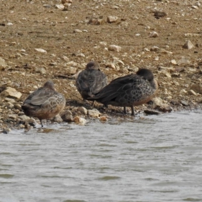 Anas gracilis (Grey Teal) at Bywong, NSW - 1 Sep 2018 by RodDeb