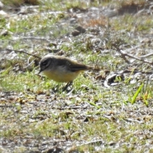 Acanthiza chrysorrhoa at Bungendore, NSW - 1 Sep 2018 10:11 AM