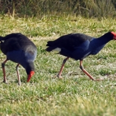 Porphyrio melanotus (Australasian Swamphen) at Bungendore, NSW - 1 Sep 2018 by RodDeb