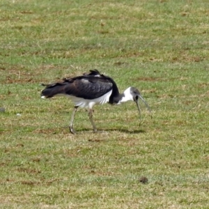 Threskiornis spinicollis at Bungendore, NSW - 1 Sep 2018 12:34 PM